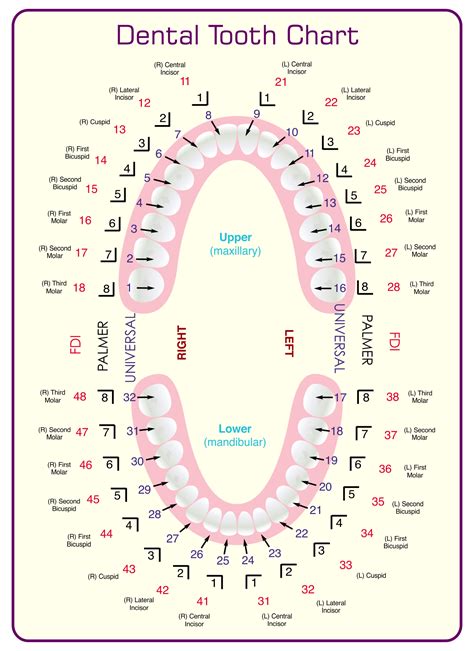 Free Printable Tooth Chart Printable